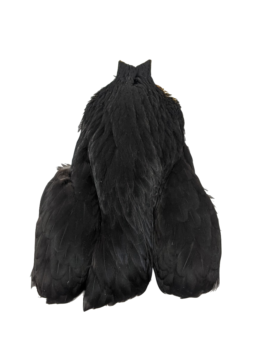 Whiting 4 B Hen Cape Black Saddle Hackle, Hen Hackle, Asst. Feathers