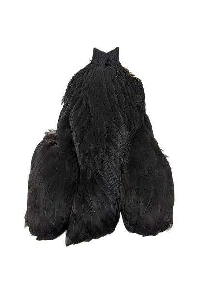 Whiting 4 B Hen Cape Black Saddle Hackle, Hen Hackle, Asst. Feathers