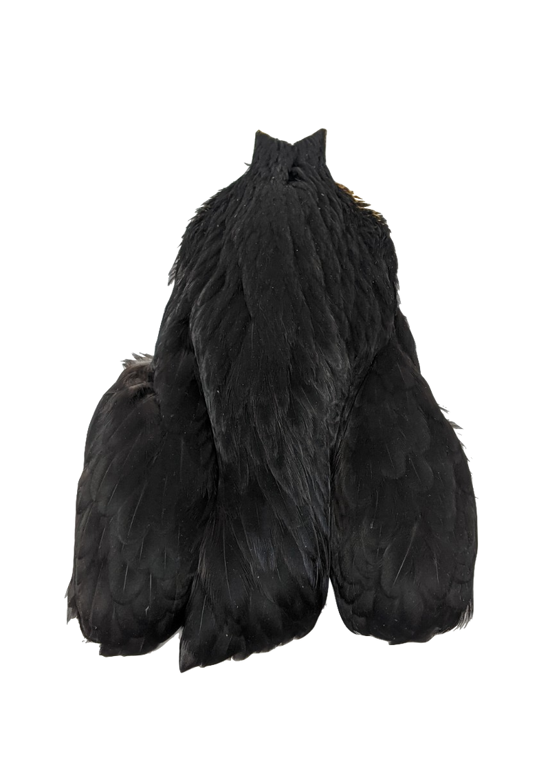 Whiting 4 B Hen Cape Black Saddle Hackle, Hen Hackle, Asst. Feathers
