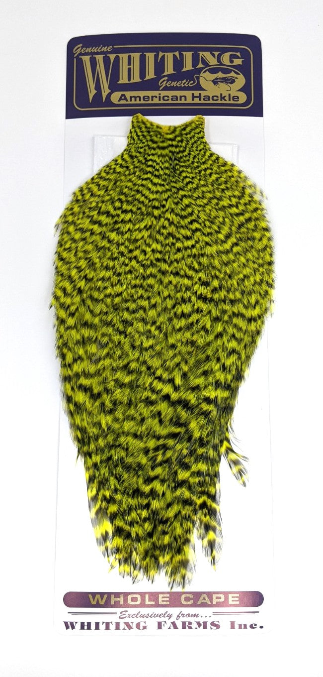 Whiting American Rooster Cape – Dakota Angler & Outfitter