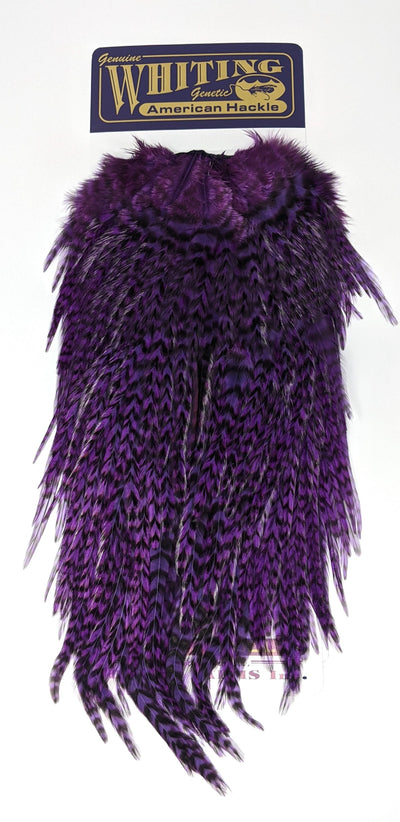 Whiting American Rooster Saddles Grizzly Purple Saddle Hackle, Hen Hackle, Asst. Feathers