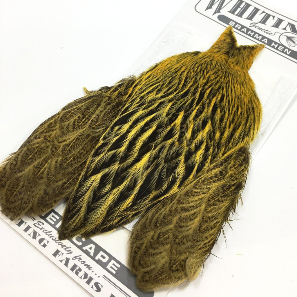 Whiting Brahma Hen Cape Golden Straw