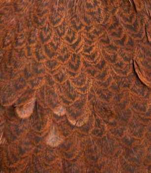 Whiting Brahma Hen Saddle – Dakota Angler & Outfitter