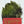 whiting coq de leon tailing pack badger olive