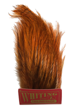 Whiting Coq de Leon Tailing Pack - Badger Dyed Badger Dyed Burnt Orange Saddle Hackle, Hen Hackle, Asst. Feathers