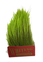 Whiting Coq de Leon Tailing Pack - Badger Dyed Badger Dyed FL. Green Chartreuse Saddle Hackle, Hen Hackle, Asst. Feathers
