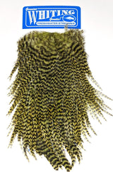 Whiting Freshwater Streamer Saddle Grizzly Dyed Olive Saddle Hackle, Hen Hackle, Asst. Feathers