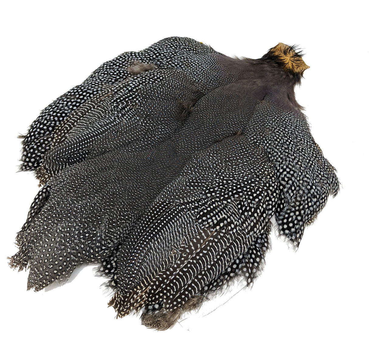 Whiting Guinea Fowl Medium Natural Gray Speckled Saddle Hackle, Hen Hackle, Asst. Feathers