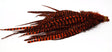 Whiting Schlappen Bundle 6-10" Grizzly Orange
