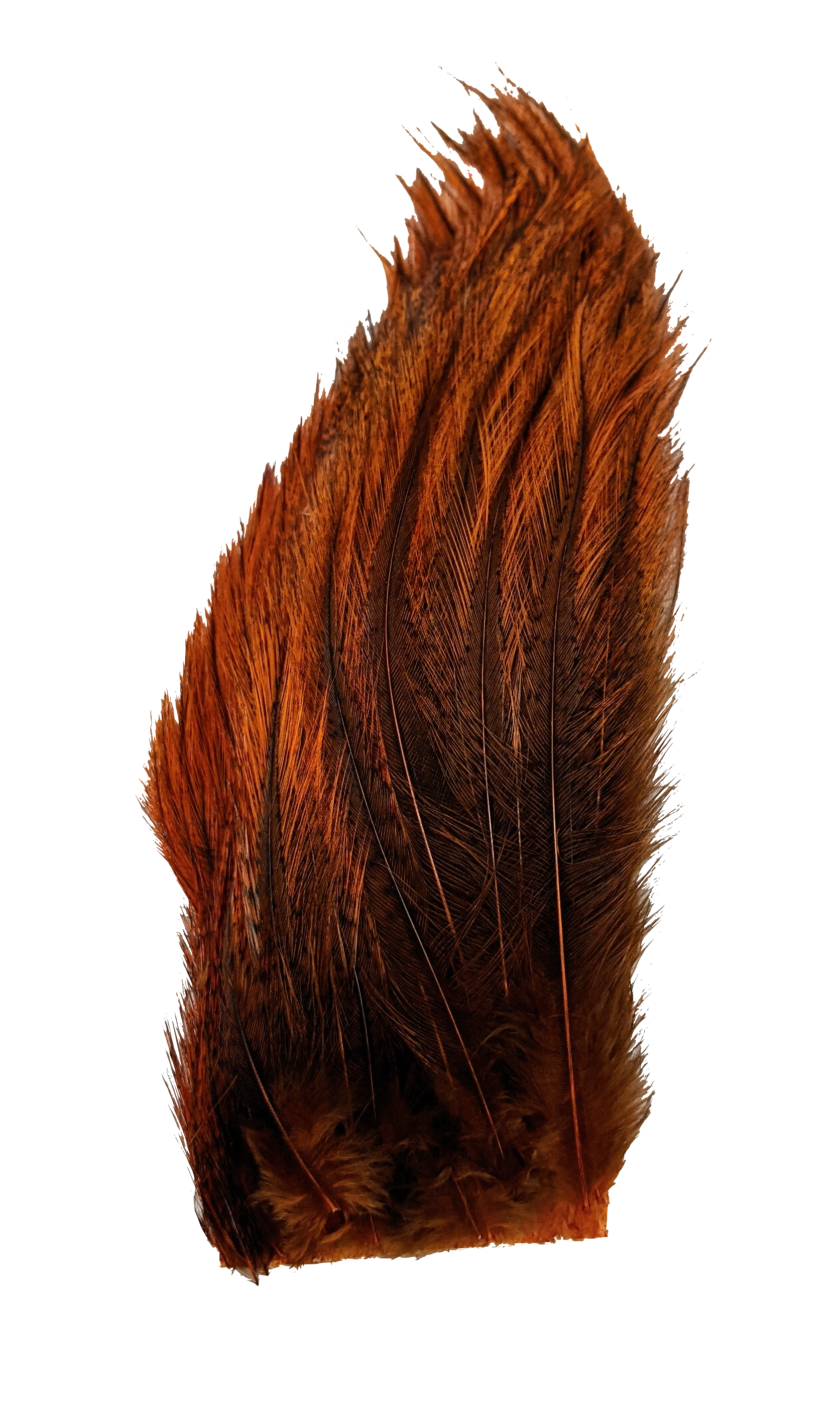 Whiting Tailing Pack Dyed Pardo Burnt Orange Saddle Hackle, Hen Hackle, Asst. Feathers