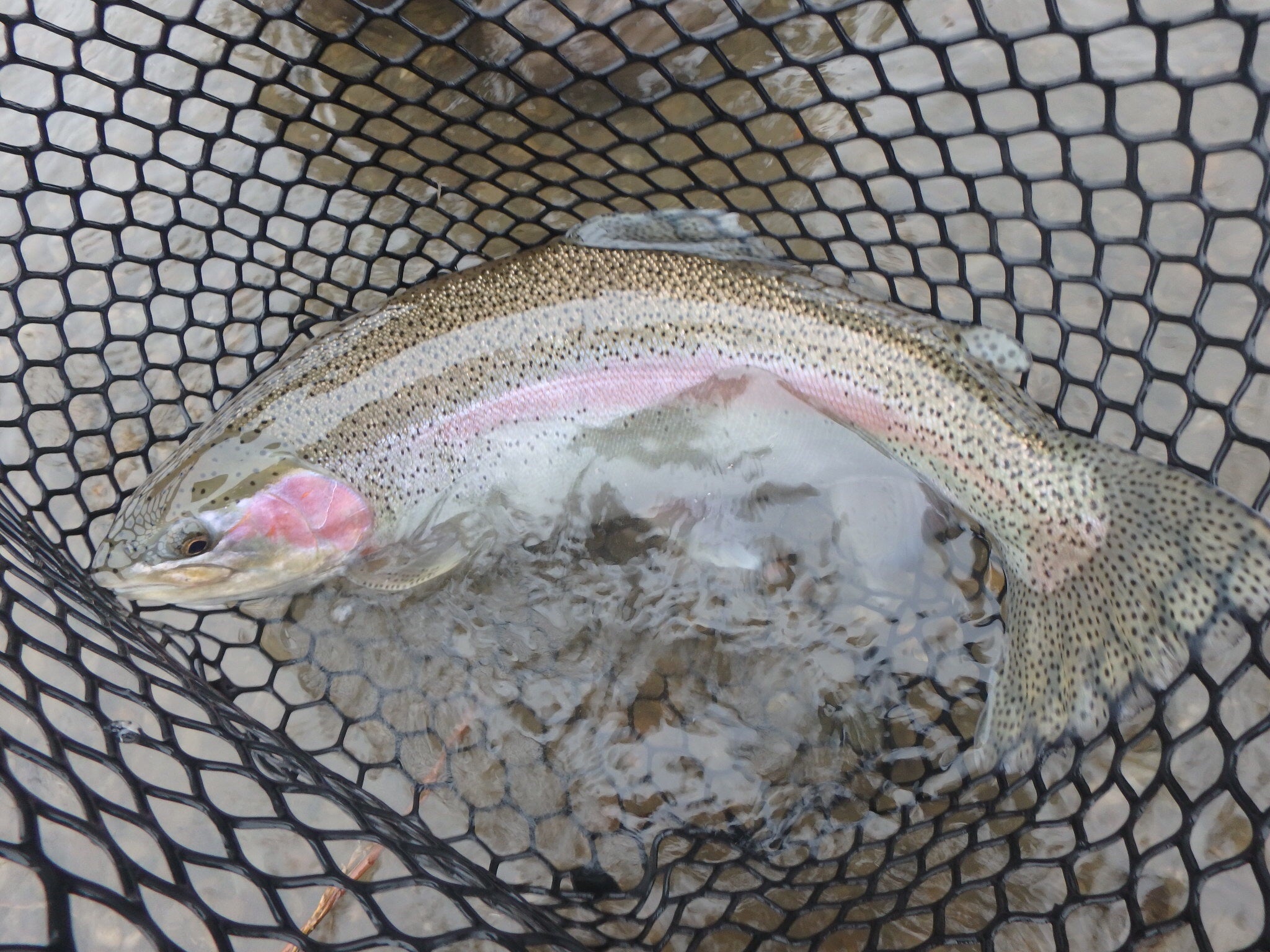 Missouri River Trout | Dakota Angler & Outfitter Black Hills Fly Fishing