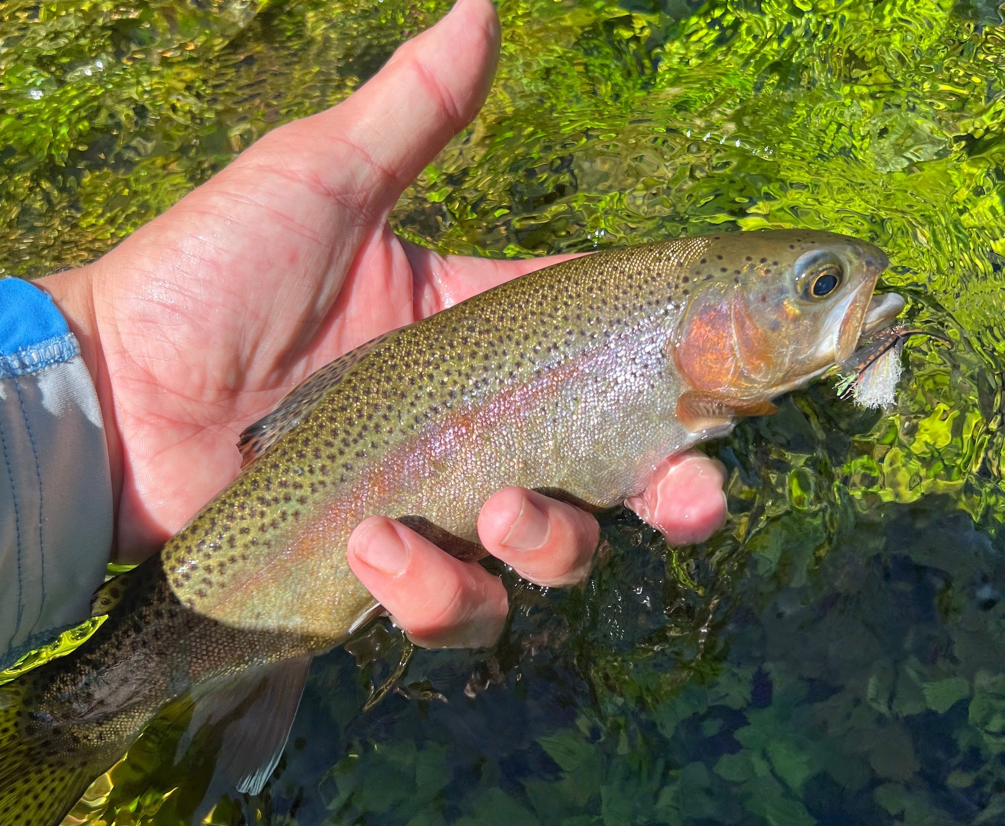 Black Hills Fishing Report Dakota Angler & Outfitter Black Hills Fly